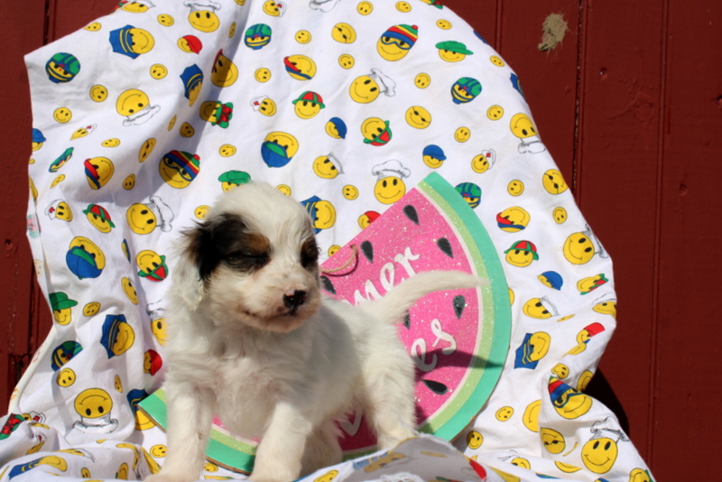 puppy, for, sale, Mini Bernedoodle F2, Matthew B. Stoltzfus, dog, breeder, Gap, PA, dog-breeder, puppy-for-sale, forsale, nearby, find, puppyfind, locator, puppylocator, aca